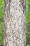 Swamp chestnut oak